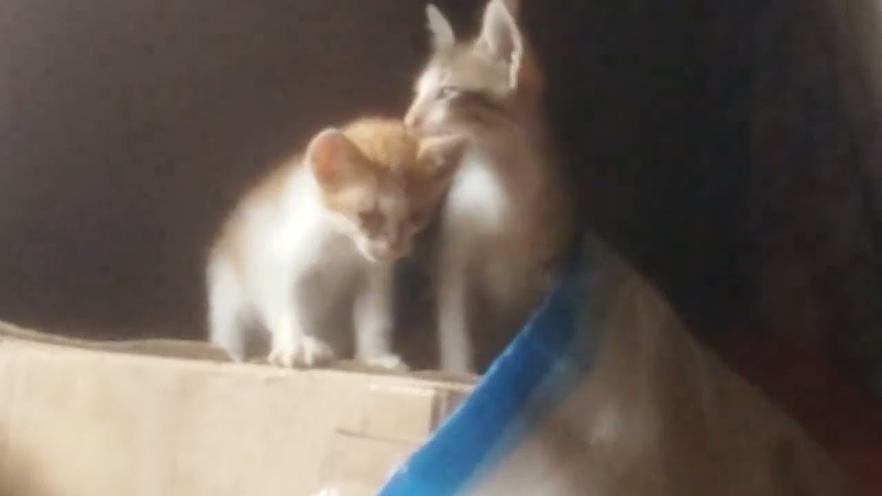 Oyen panggil mama nya karena tidak sanggup jagain adik-adik nya yang nakal