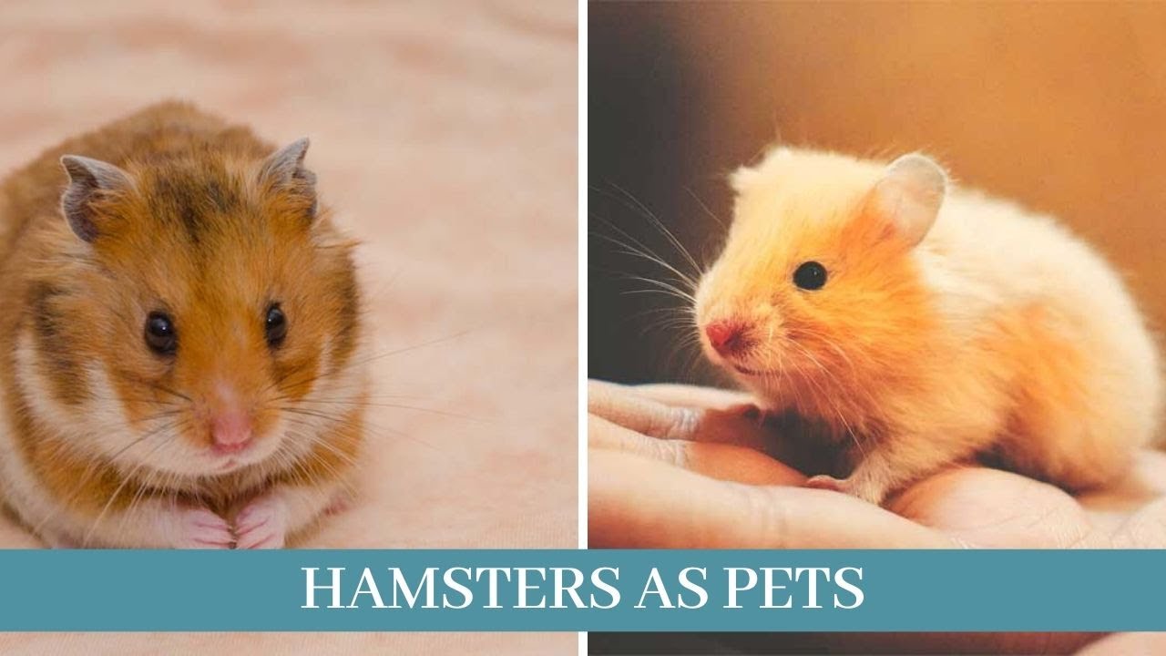 Hamsters as pets || 10 Things You to Know About Keeping a Hamster as a Pet