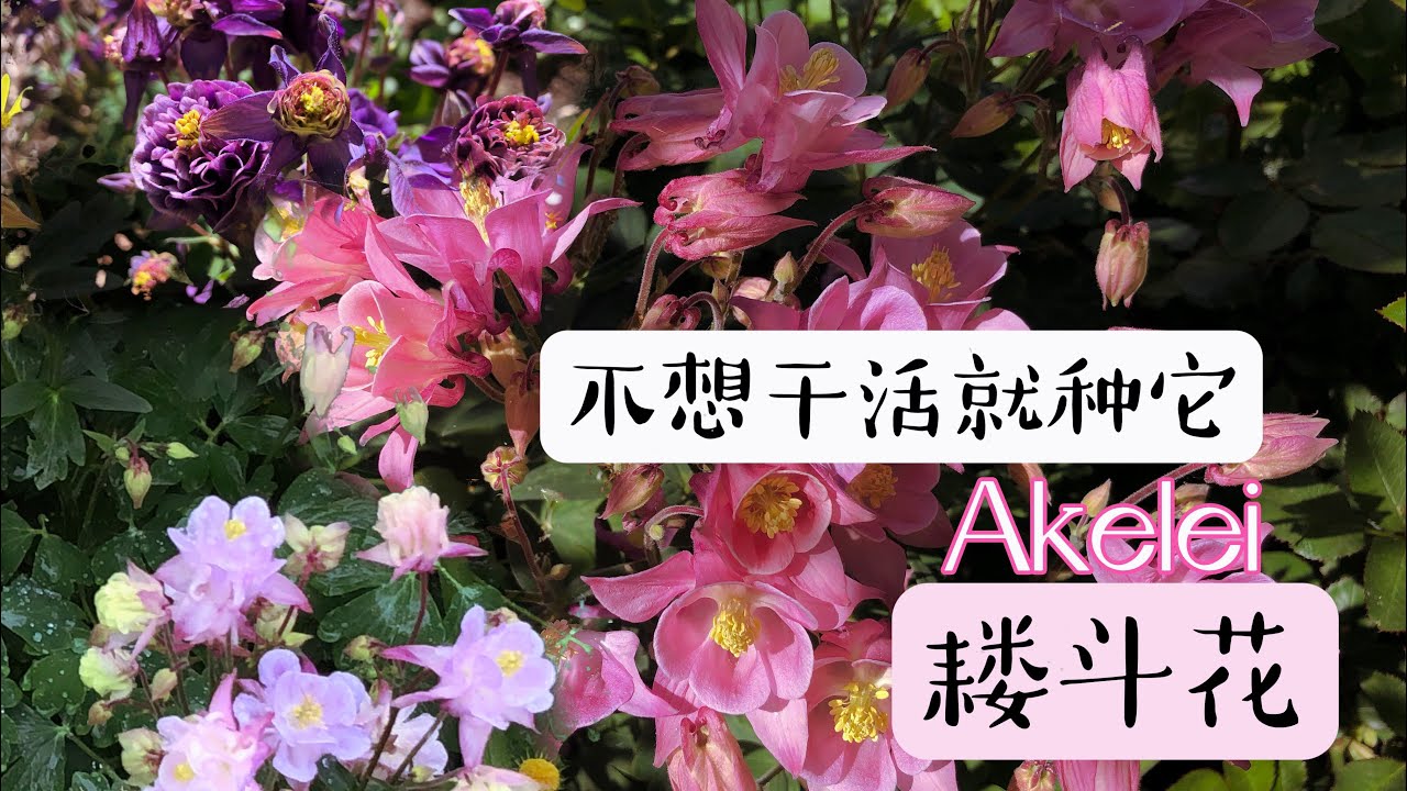 推荐花卉耧斗花Akelei/赏花价值高的懒人花/如何种植耧斗花/什么是光感播种/18.05.2022