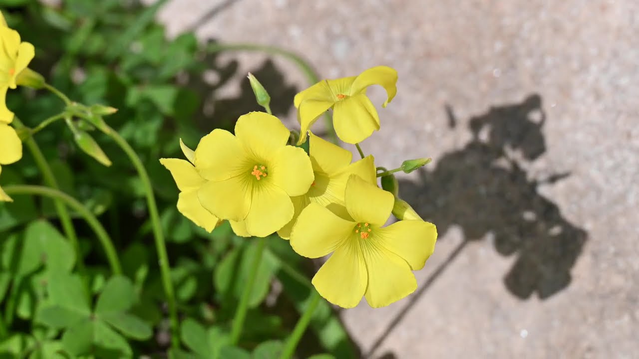 Flowers at Marbella Mountains Spain April 2025