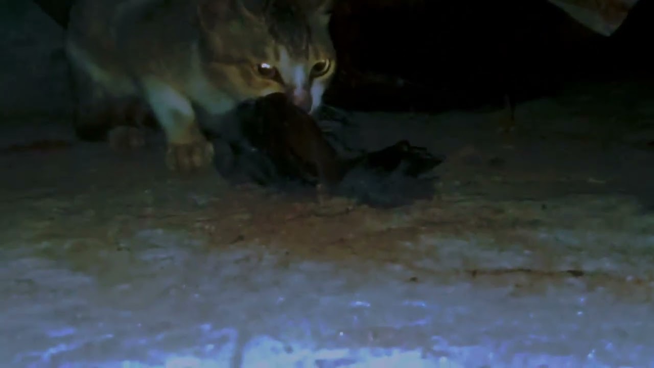 CAT Vs BIRD