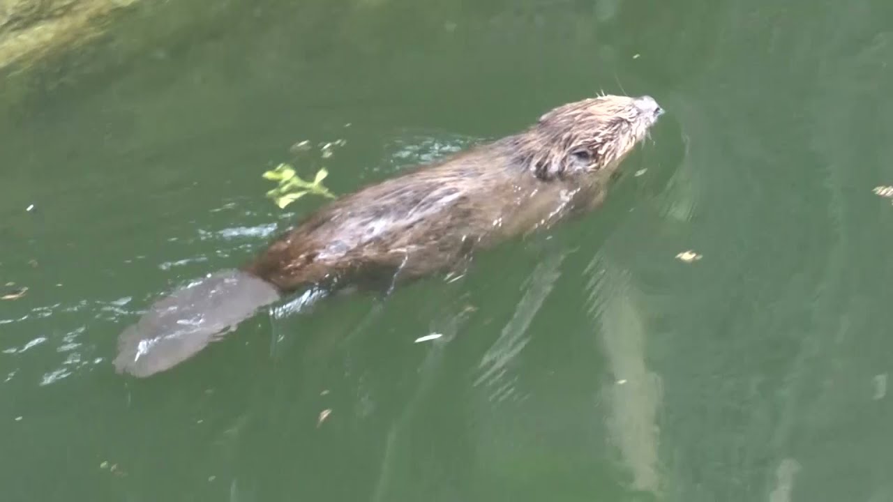 Sturz aus 15 Meter Höhe - Tierrettung Rhein-Neckar und Feuerwehr retten Biber aus Schleusenkammer