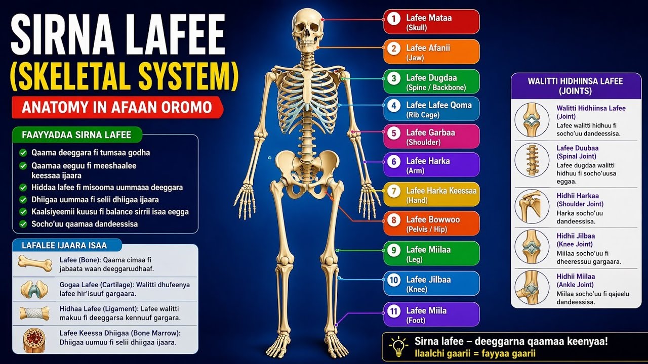 ANATOMY OF MSS BEST VIDEO IN AFAN OROMO