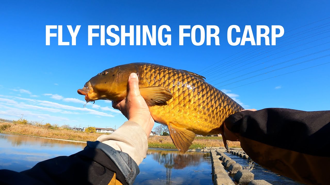 コイのフライフィッシング Fly Fishing for Carp in Japan