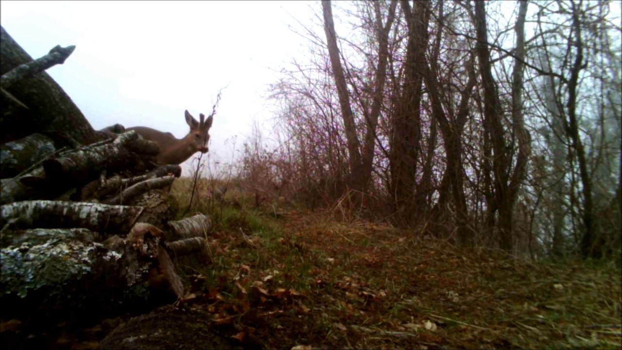 ARRIVA ANCHE IL LUPO!!! CACCIA FOTOGRAFICA NEL BOSCO