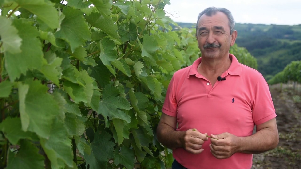 VINOGRADARSTVO kao NAČIN ŽIVOTA