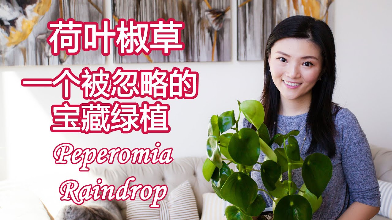 绿植新手入门系列 06 | 荷叶椒草 Peperomia Raindrop Polybotrya | 新手友好 颜值高 心型叶子 易养护 | 日常养护 扦插繁殖