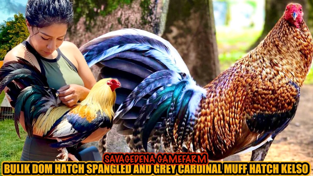 Bulik Dom Hatch Spangled And Grey Cardinal Muff Hatch Kelso ~ SAVAGEDENA GAMEFARM