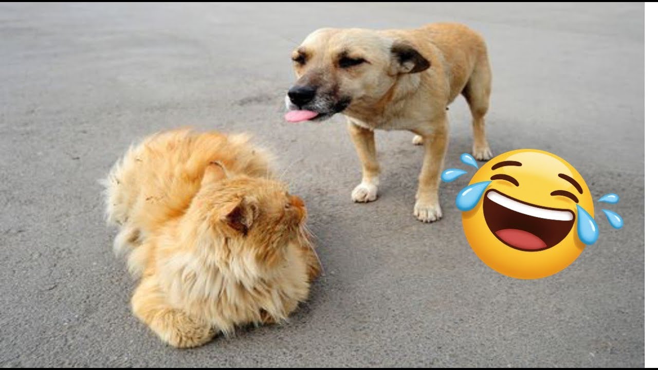 Aren't you happy? These dogs and cats will make you laugh out loud.🤣