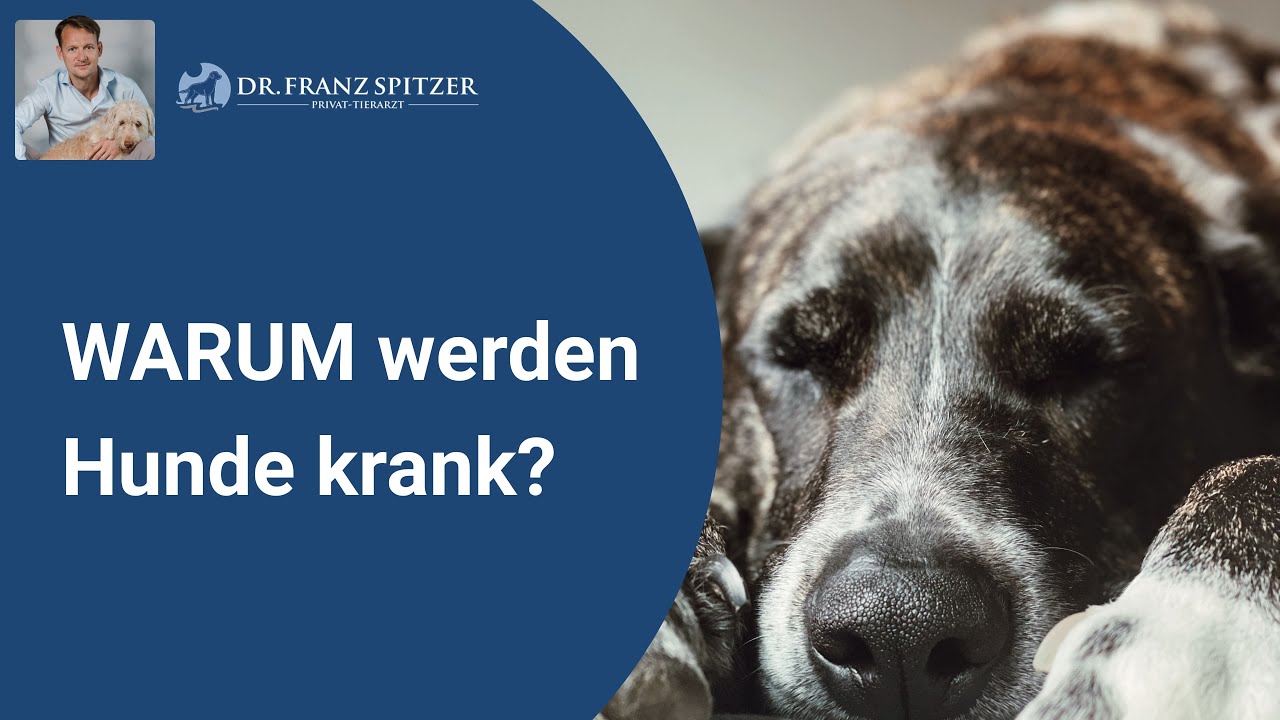 Was steckt wirklich hinter den Krankheiten von Hunden - meine Botschaft an Hundehalter