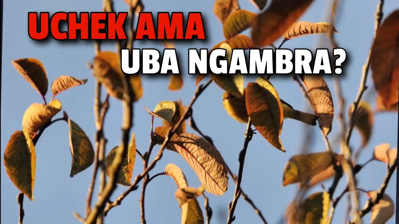 Paokhong 8 Asi Fongba Ngamlagadi Adom Lousing Fatjana Leiba Mini 🔥