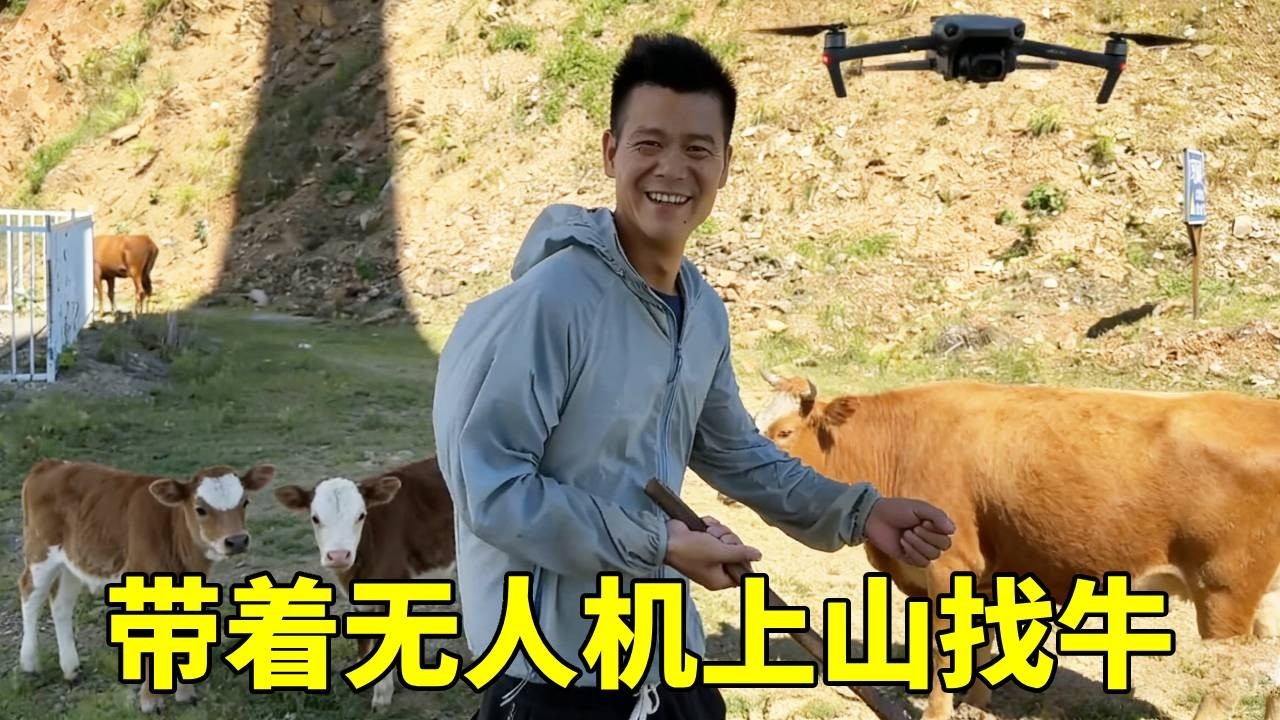 带着无人机上山找牛翻山越岭竟然有惊喜，没想到母牛生了二个小牛崽