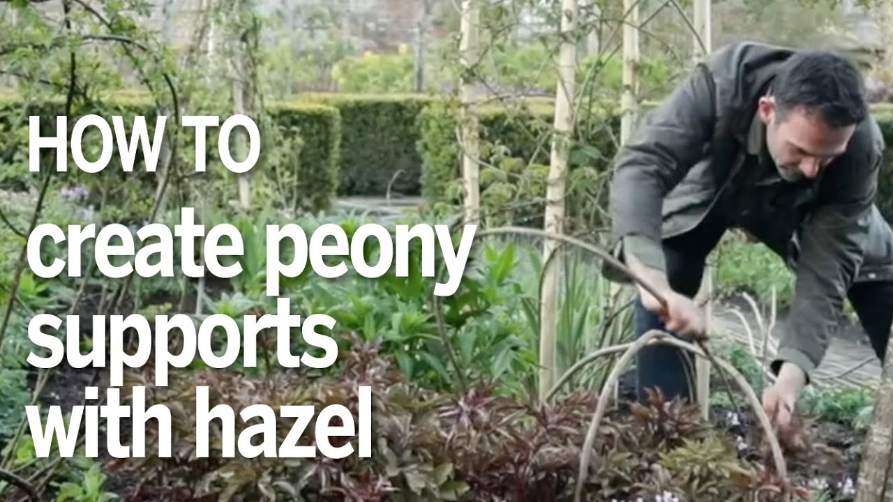How to create peony supports using hazel | Sissinghurst's Troy Scott Smith on how to stake peonies