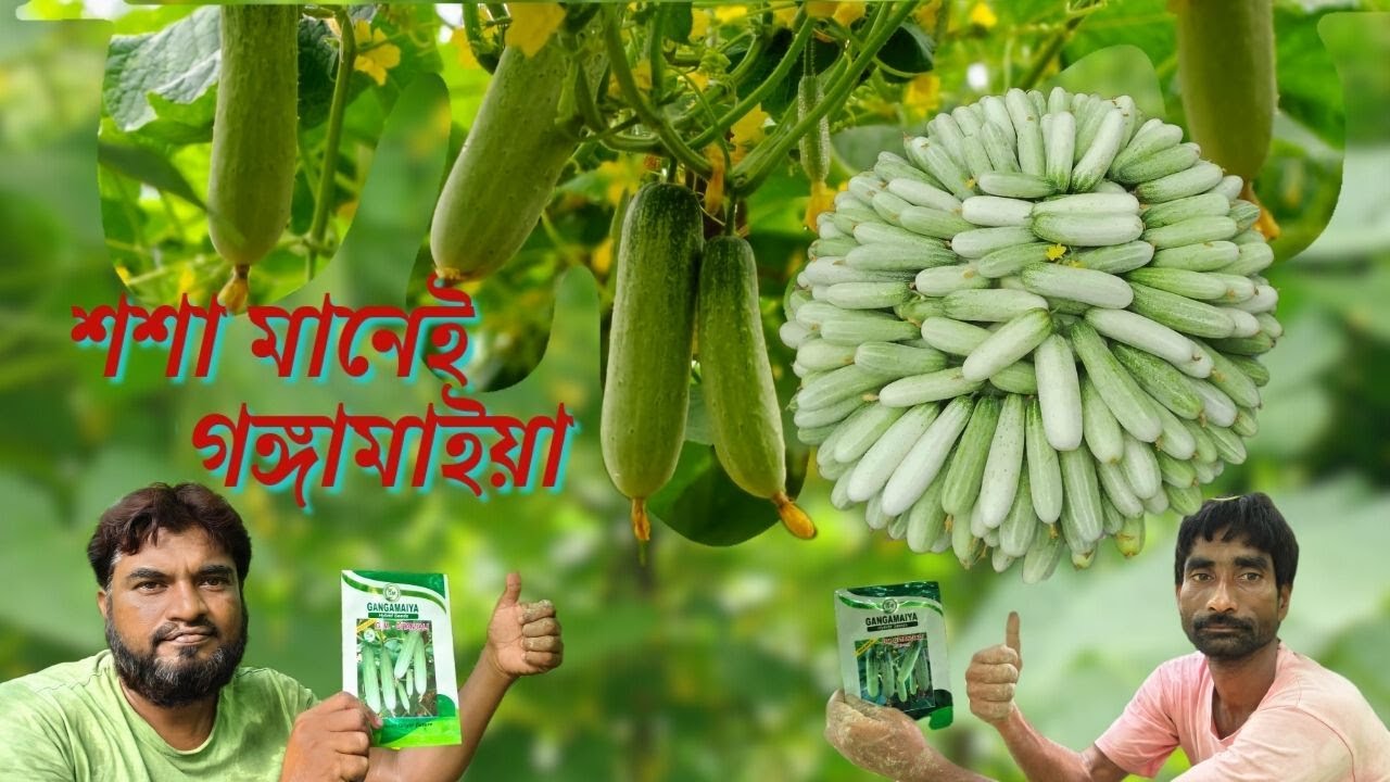 GM GITANJALI//CUCUMBER GM GITANJALI/শশা মানেই গঙ্গামাইয়া কোম্পানির গীতাঞ্জলি/#cucumber #agriculture
