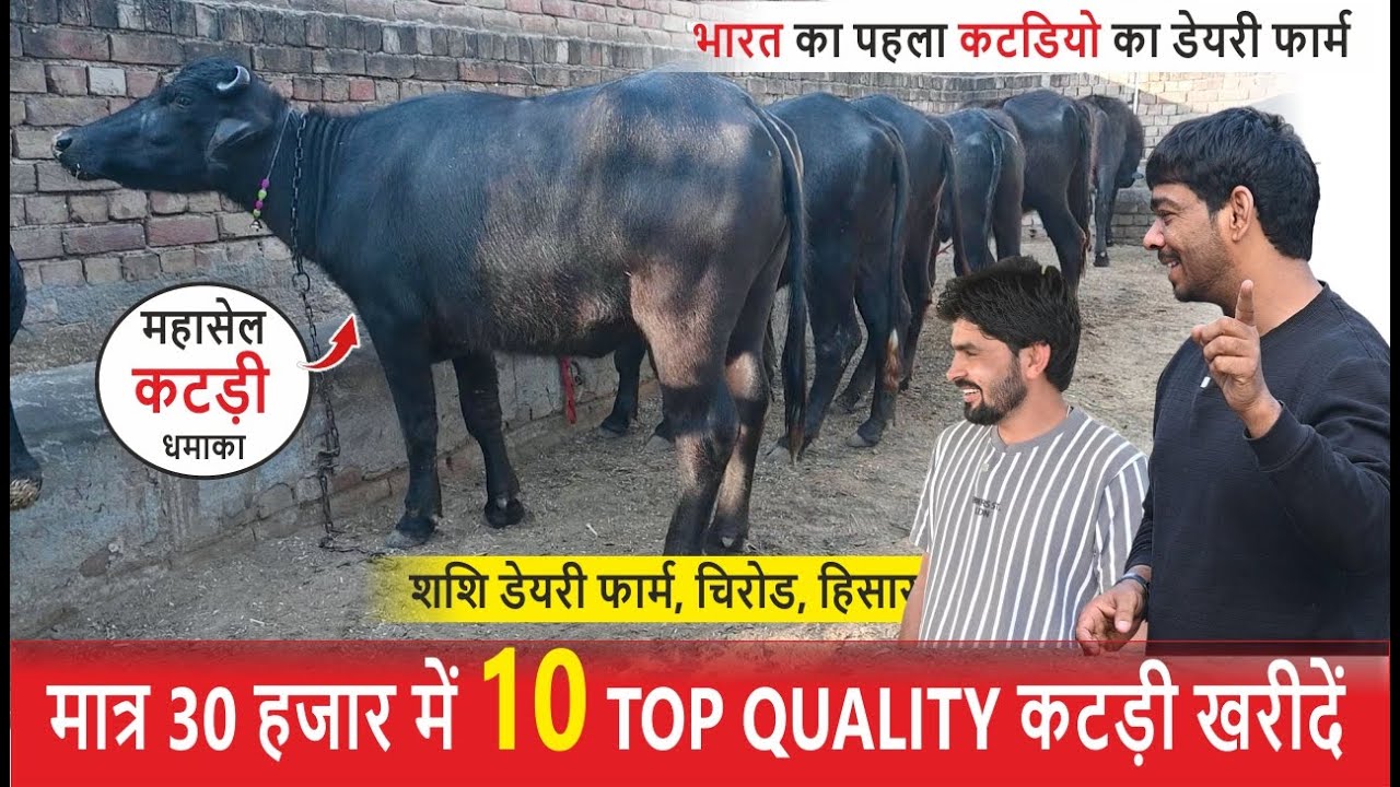 भारत का पहला कटडियो का डेयरी फार्म  जिसमे मात्र 30 हजार में 10 TOP QUALITY कटड़ी खरीदें |