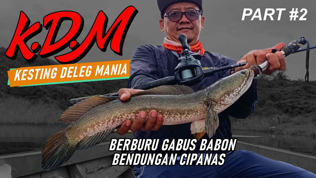 BERBURU GABUS BABON BEND. CIPANAS - K.D.M PART 2 - KESTING DELEG MANIA