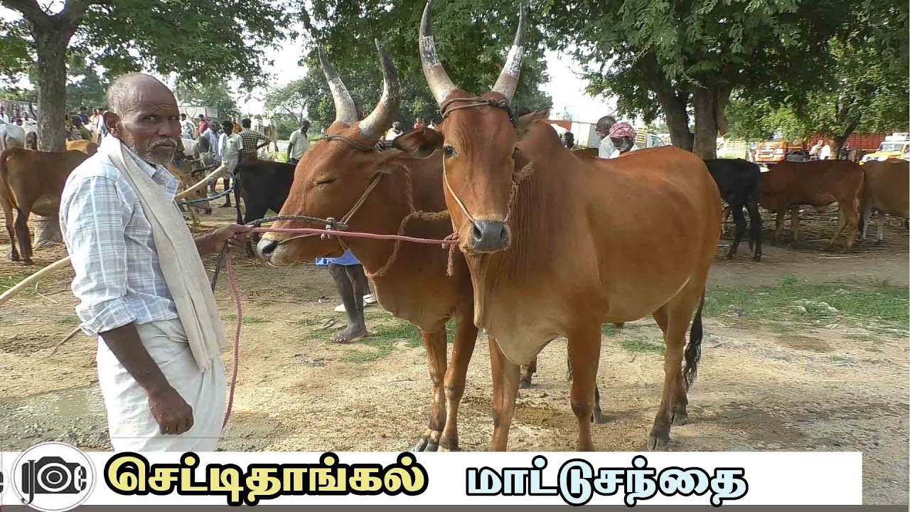 Chettithangal mattu santhai | செட்டிதாங்கல் மாட்டு சந்தை