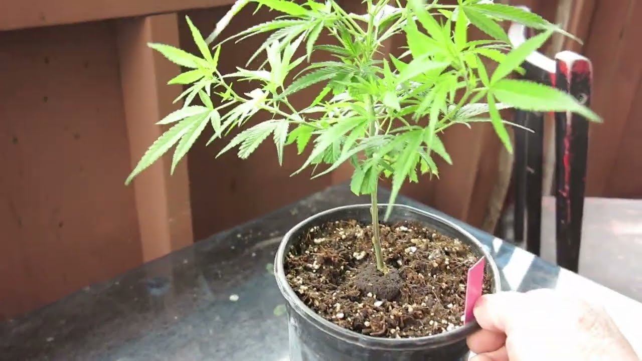 SUMMER 2023 CLONES - BLUE DREAM , ANGEL CAKE , ROZAY , GRAPE PIE , RINGO'S GIFT & S23 -  THE BIGKUSH