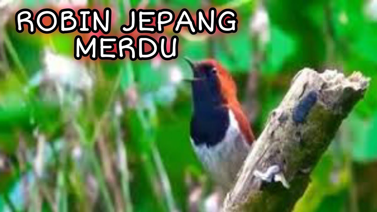 SUARA BURUNG ROBIN JEPANG SUARA MERDU BAGUS BUAT MASTERAN_ @sultanakbar