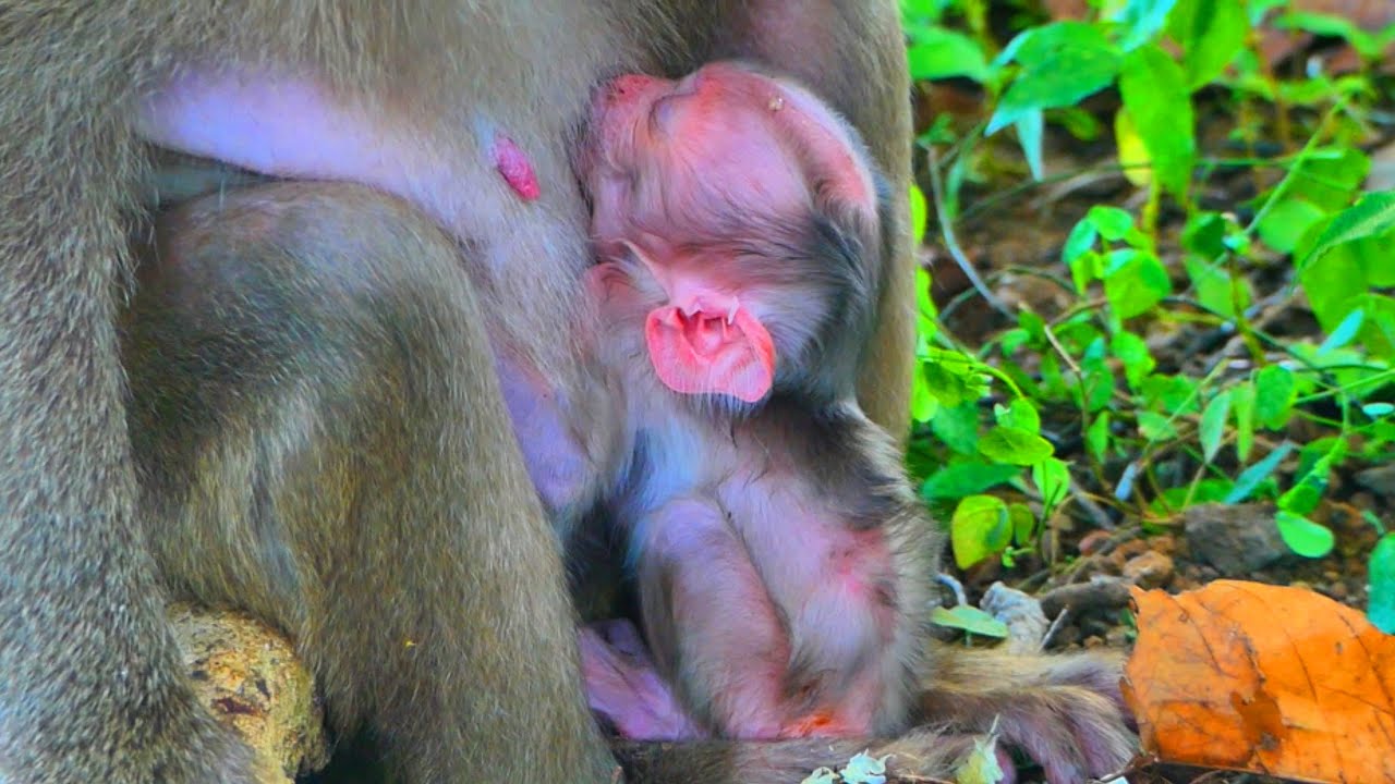 Cute baby monkey, Newborn baby monkey so cute