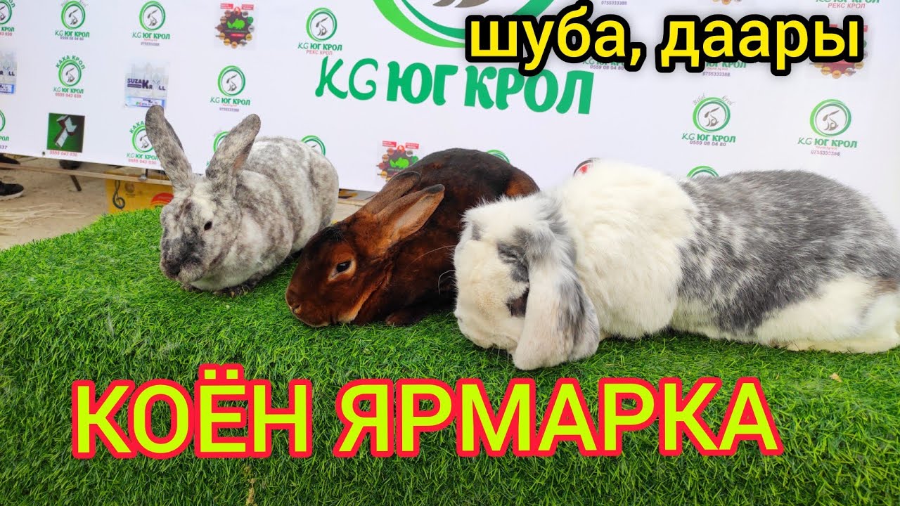 Коён ЯРМАРКА - Эти~ Инсульт, Сахар. ХОЛЕСТЕРИН жок. Тээриси ШУБА.