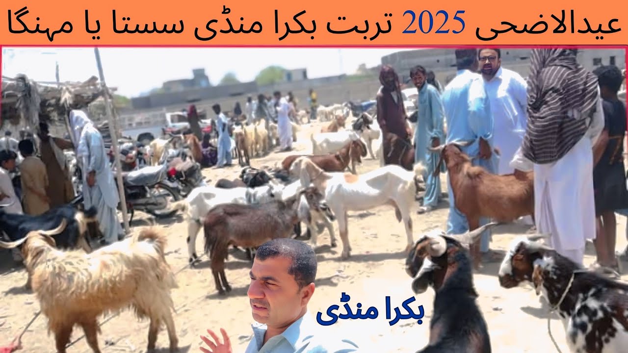 Bakra Mandi 2025 Absar  Turbat | Cattle Farm Qurbani Turbat | Eid e Qurbani 🔥Kech e Dastan