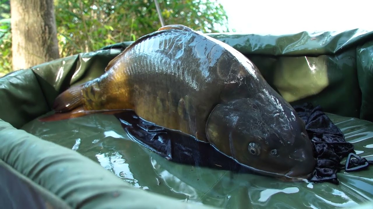 Découvrez la pêche de la carpe par deux passionnés dans le département des Bouches du Rhône!