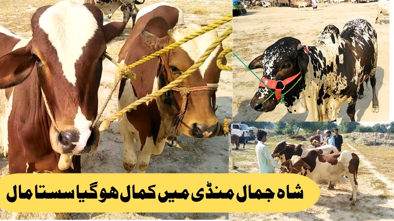 Shah Jamal Cattle Market | shah jamal janwar Mandi zero size bachre