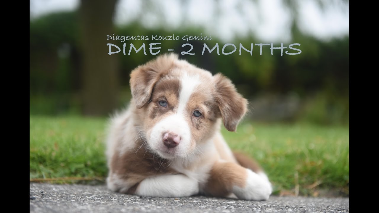 Border Collie Puppy Dime {WELCOME HOME} | Adventures With Millie