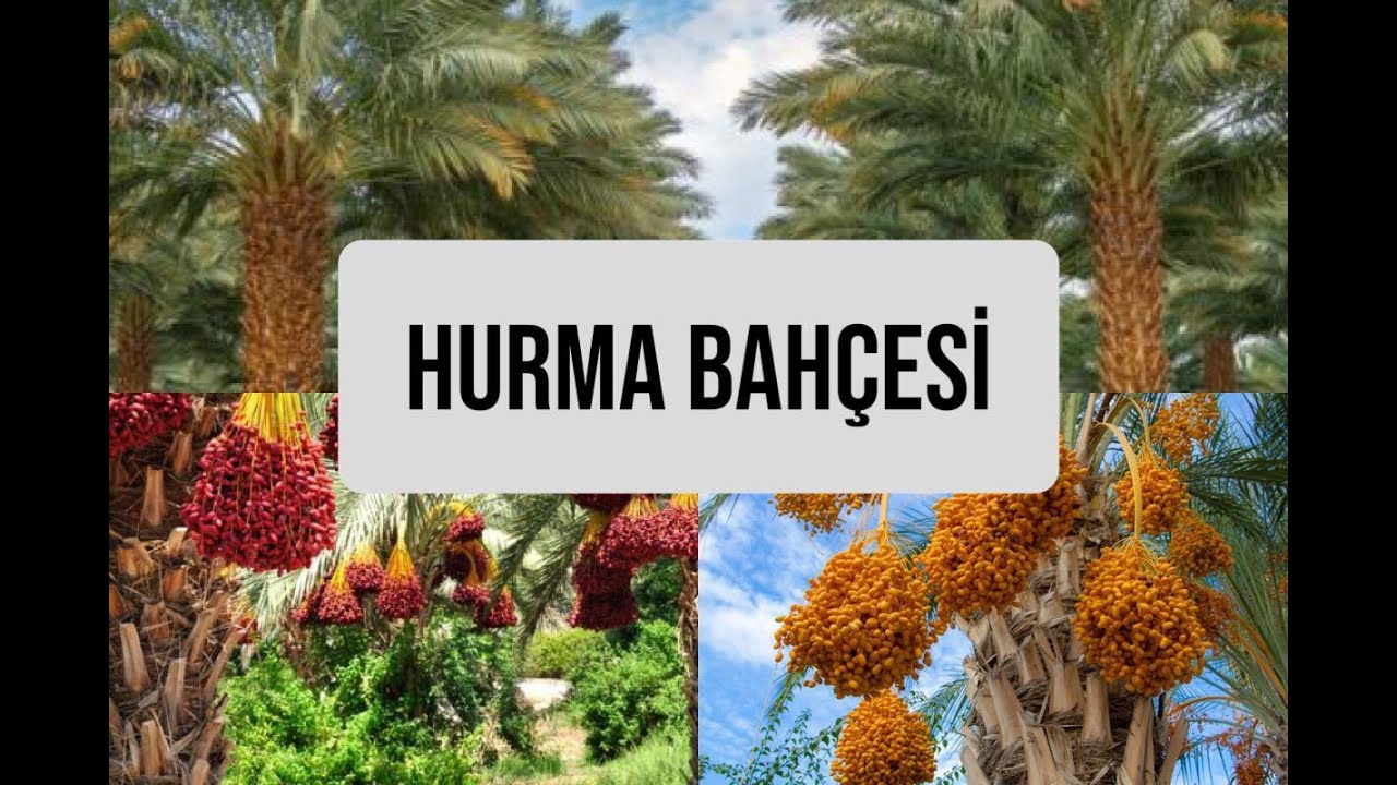 MEDİNE'DE HURMA BAHÇESİ GEZDİK🌴