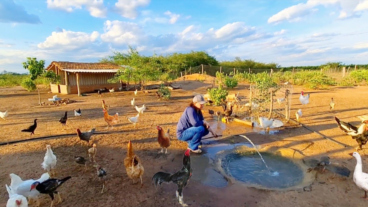 VIVEMOS EM UM PARA&Iacute;SO NA RO&Ccedil;A! muita  galinhas caipira codornas patos  porcos dangola comida caipira