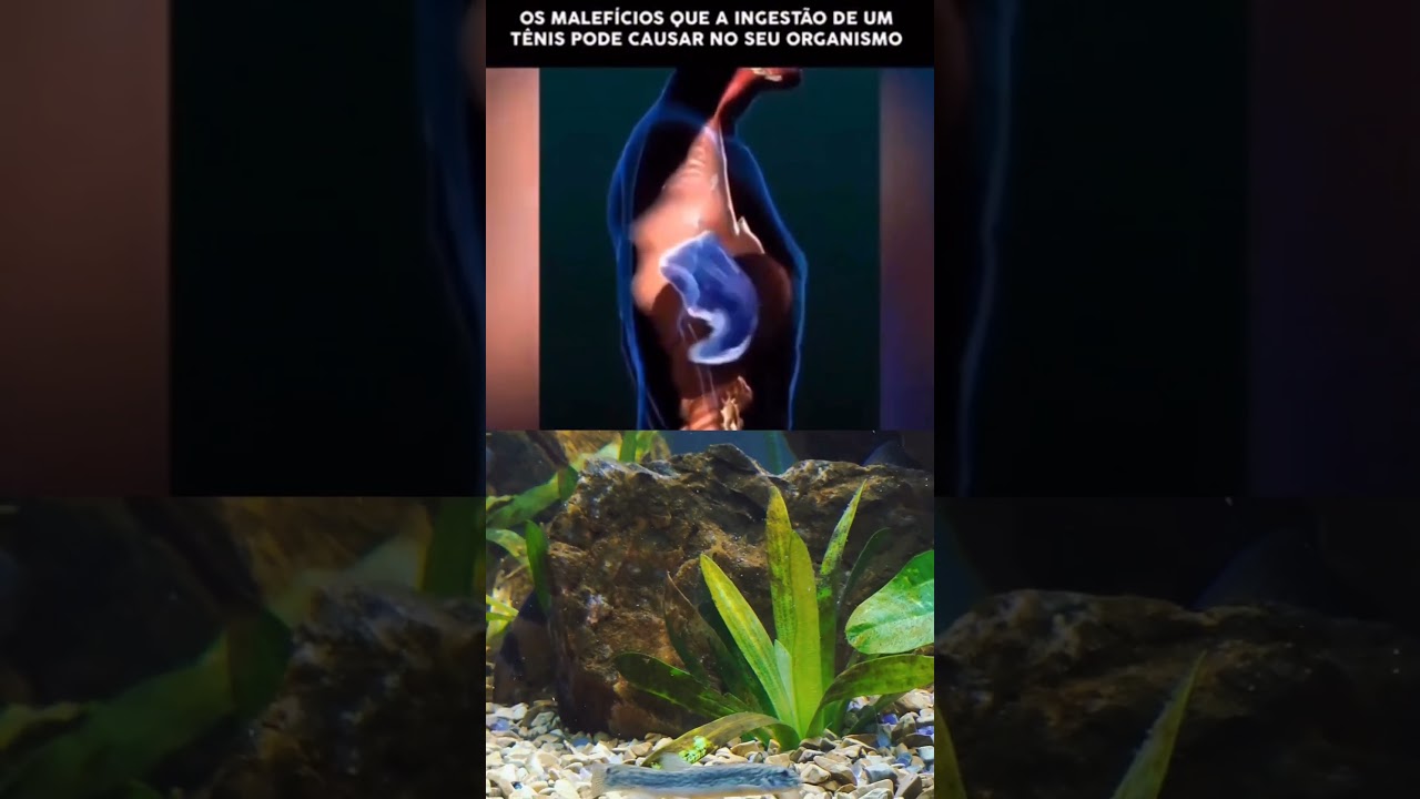 Todo cuidado &eacute; pouco!  #aquario #aquarium #aquaristas #aquarismo #t&ecirc;nis