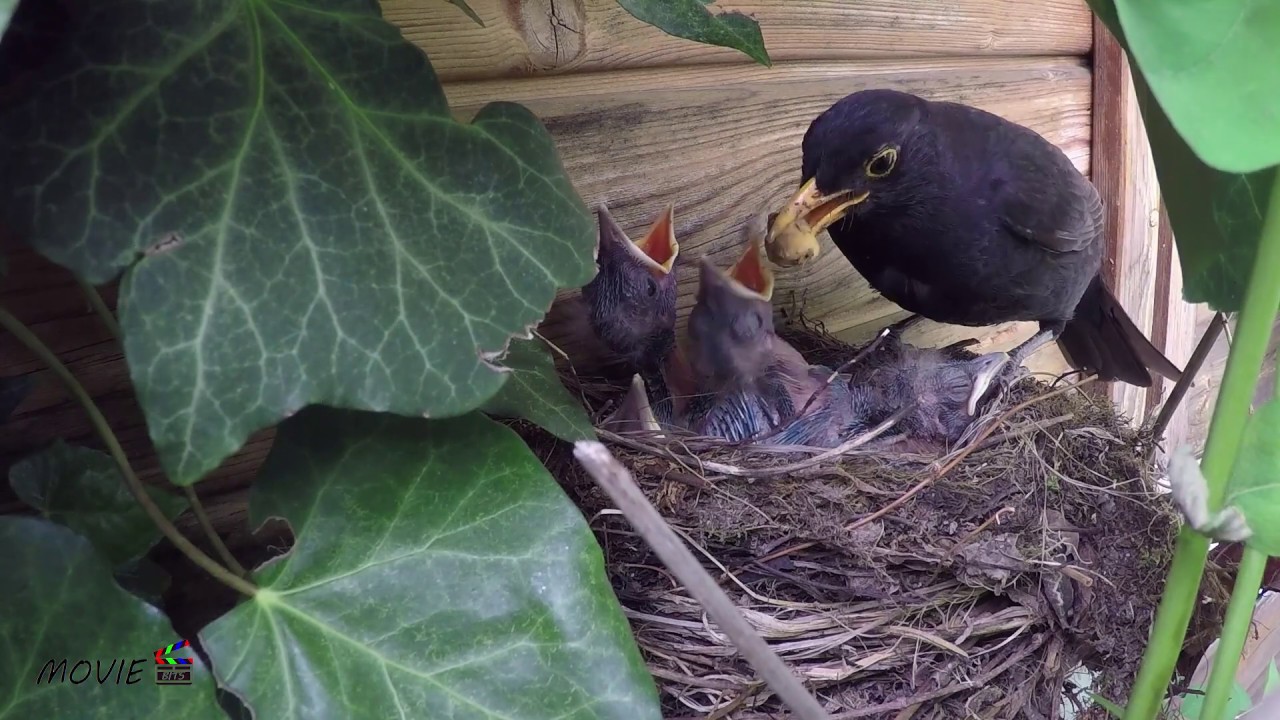 Unser kleine Amsel Familie
