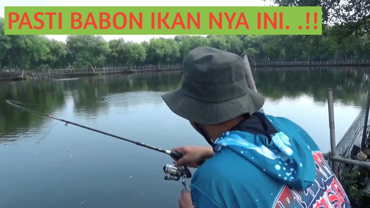MANCING IKAN BANDENG || GANASNYA GAK ADA LAWAN 
