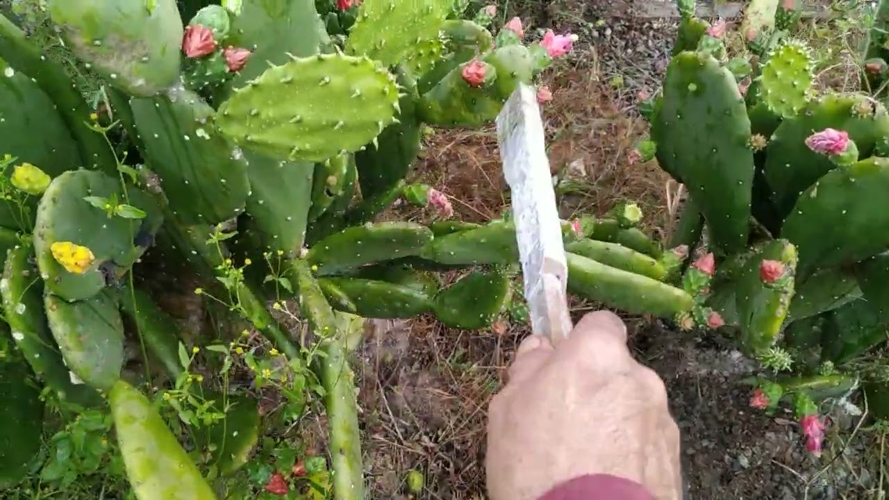 Palma Forrageira-Dica para aumentar a produção.