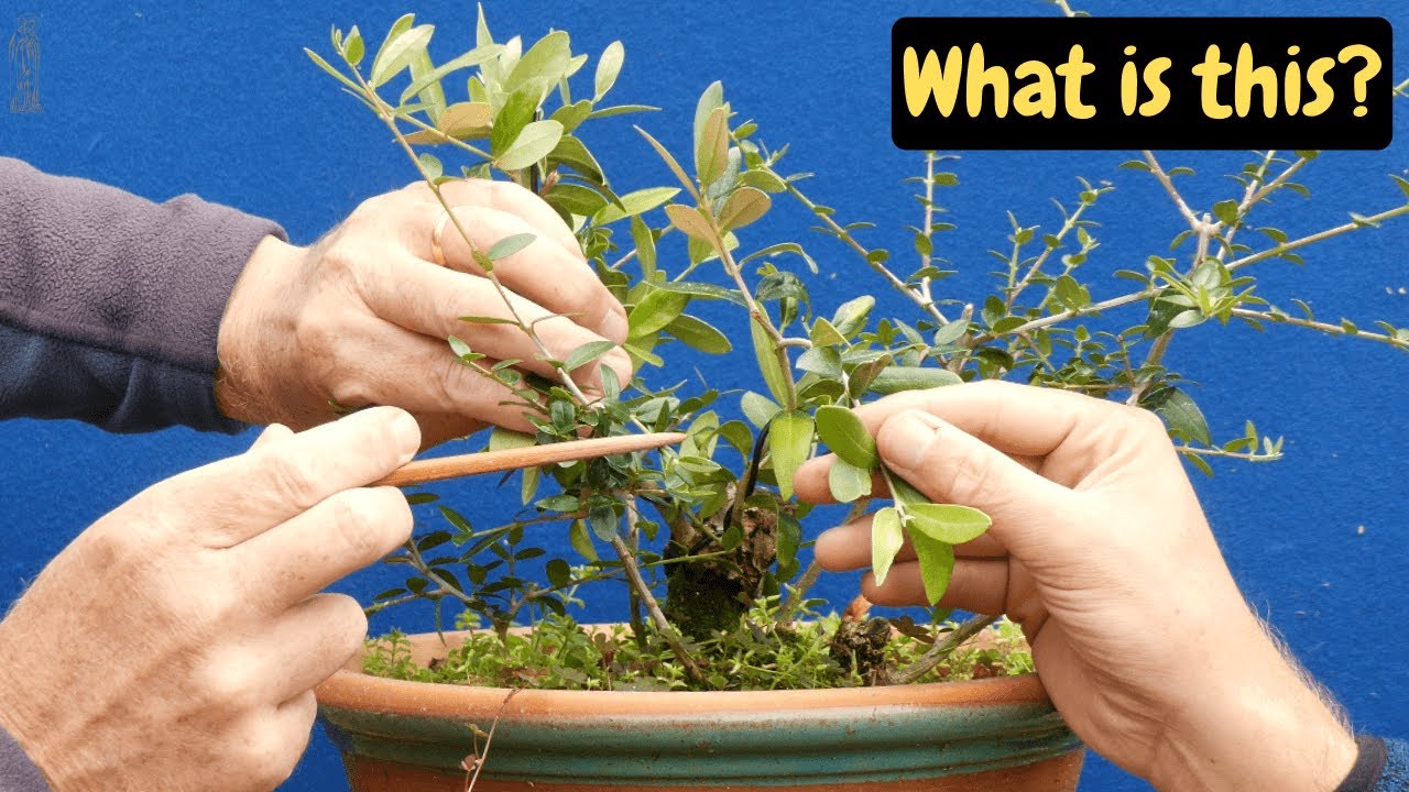 Why Wild Olives Make Better Bonsai 🌿 (12-Month Timelapse)