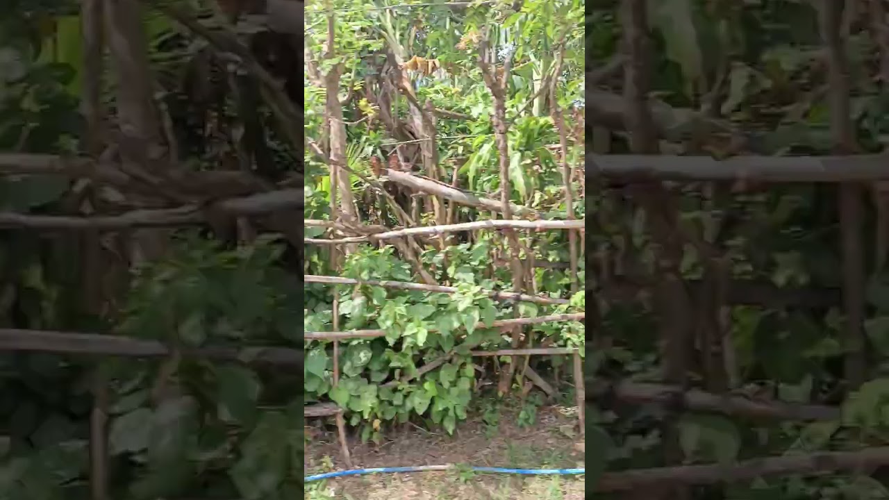 Sarap mag gala dahil walang pasok Ganda ng view papuntang Batangas nadaanan namin ang tagaytay ...