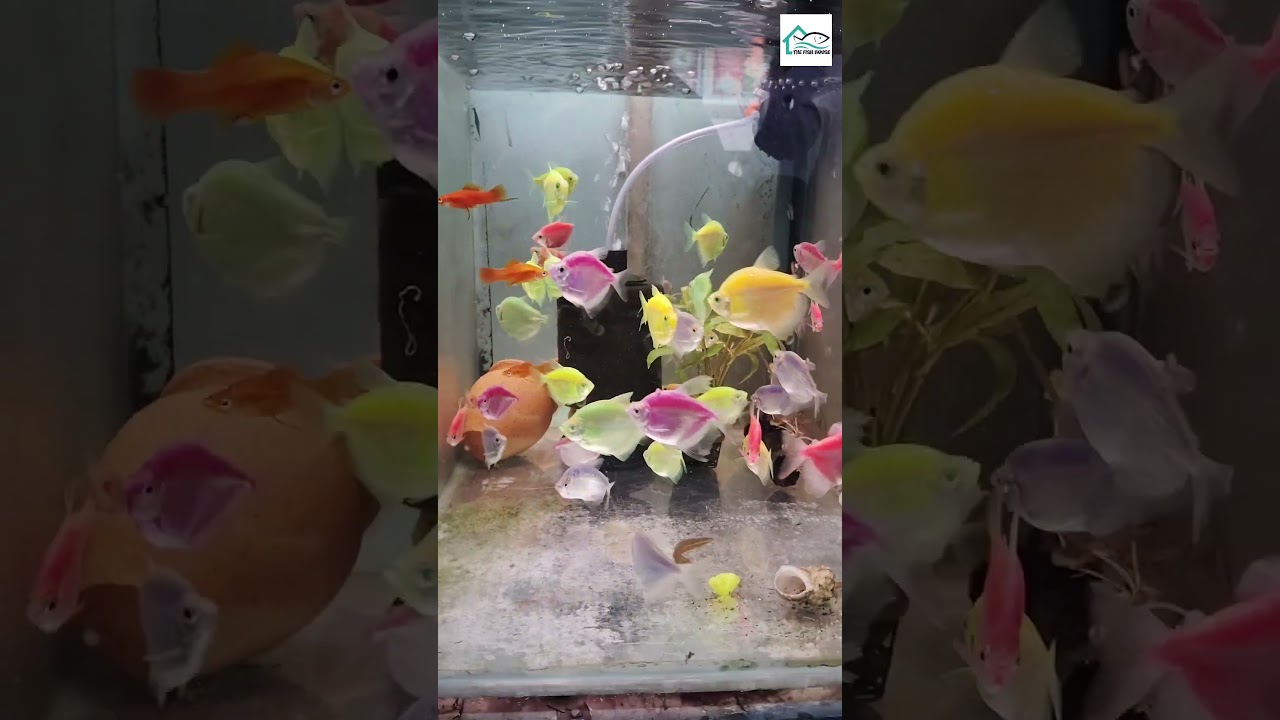 Aquarium shop 😍 #aquarium #aquariumfish #aquariumshop #fishtank #viralvideo #ytshort #youtubeshorts