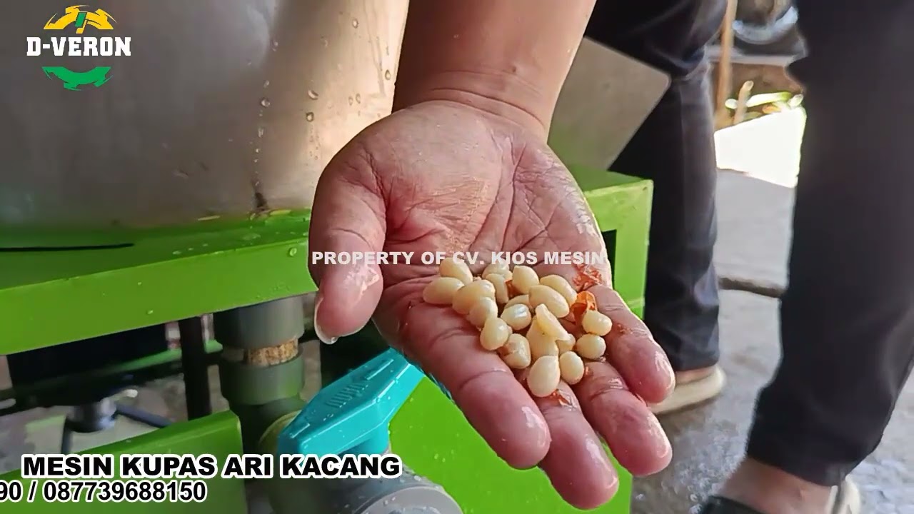 PENGUPASAN ARI KACANG HASIL TERKELUPAS SEMUA
