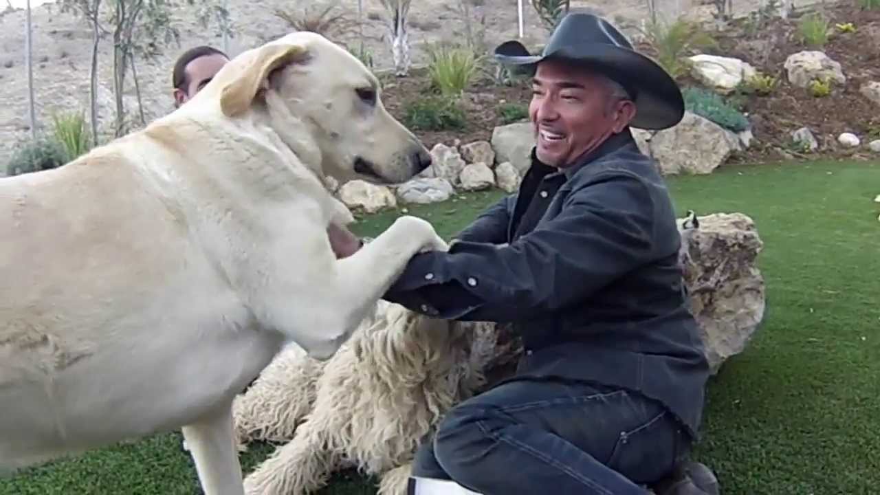 THE DOG THAT BIT CESAR MILLAN: KISS ATACK