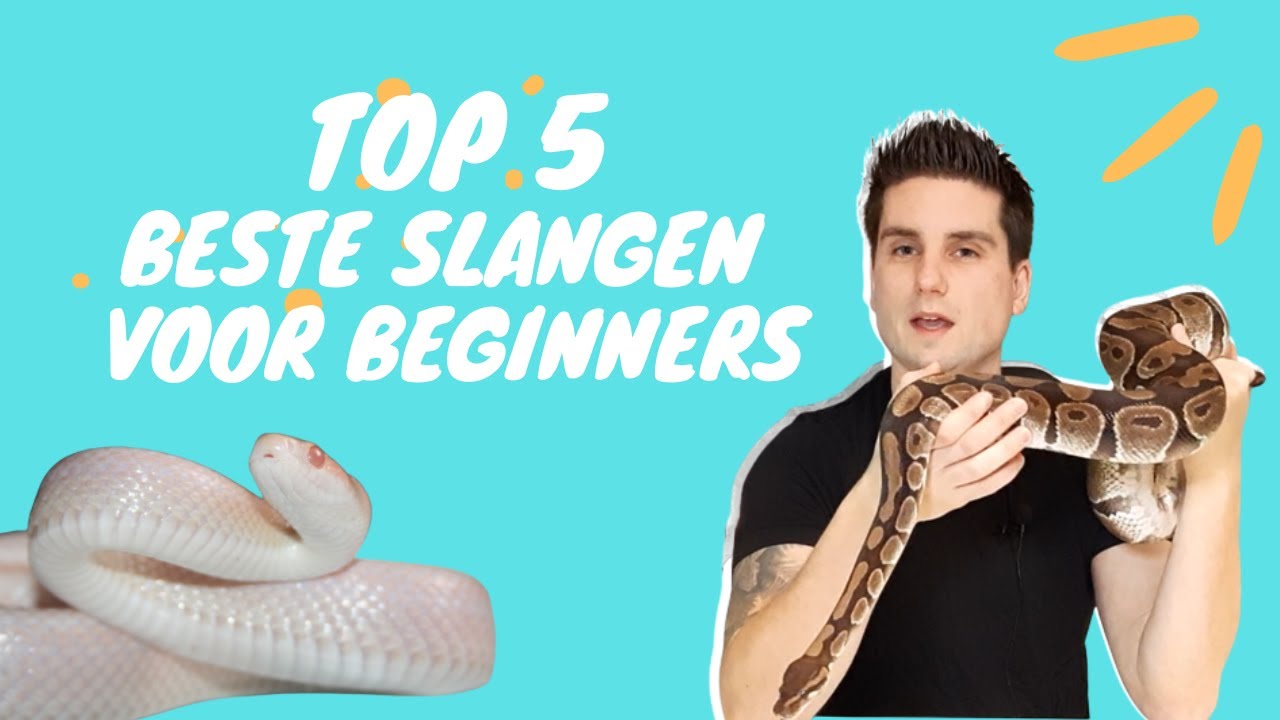 De Top 5 BESTE Slangen voor Beginners!
