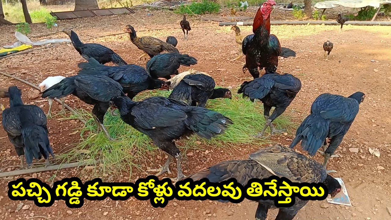 నాటుకోళ్ళుకు ఫ్రీగా దొరికే మేత లో గడ్డి ముఖ్యమైంది