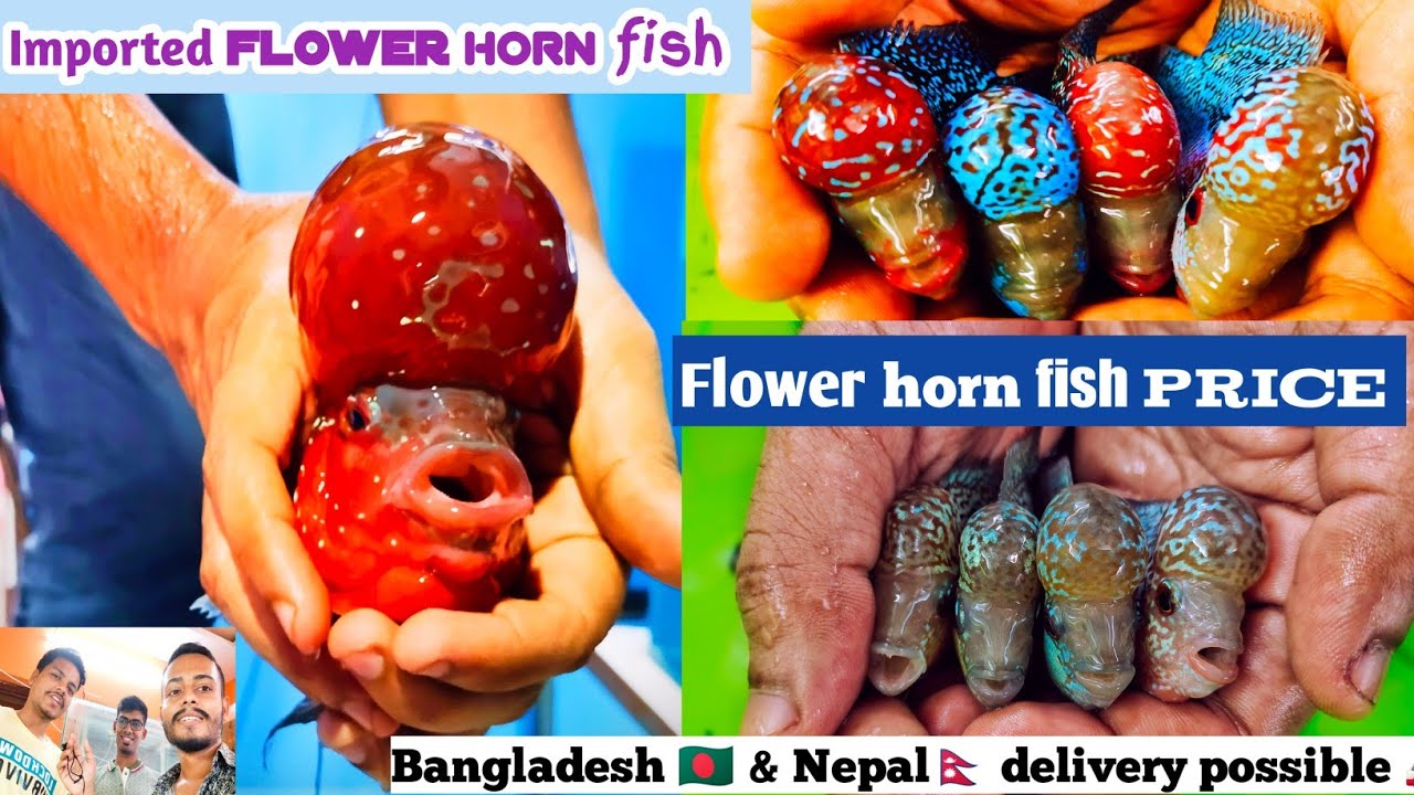 Flower horn fish breeding farm | Thailand Imported flower horn | Recent Flower horn fishes price 🔥