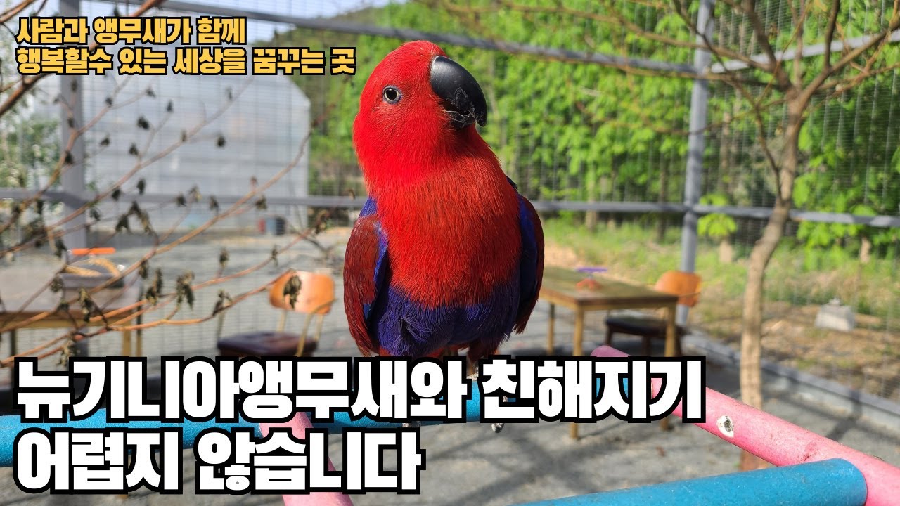 3년만에 다시 돌아온 뉴기니아앵무새 체리 #앵무새보호소 #대구앵무새농장 #반려동물 #parrot #birds