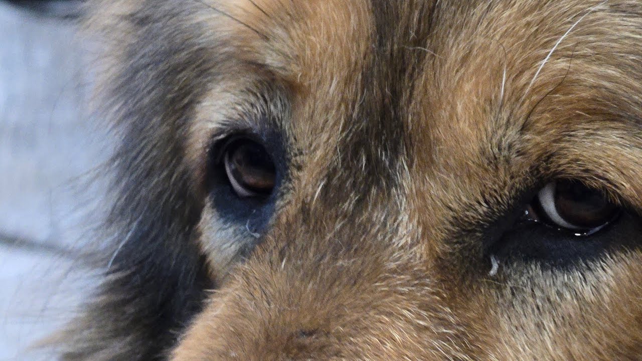 Dog Bacon Wars Chat