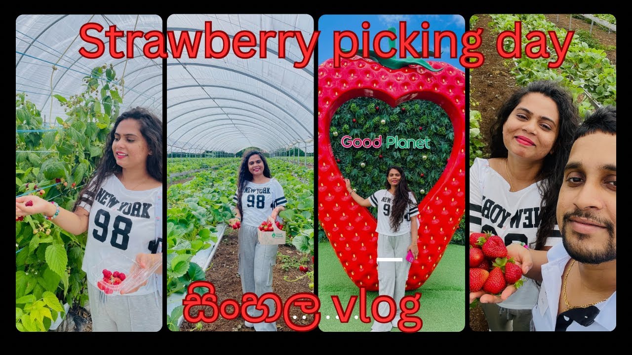 අපි strawberry 🍓 කඩන්න ගියා🥰/strawberry picking/good planet nz/newzealand life/සිංහල vlog 🇱🇰🇳🇿