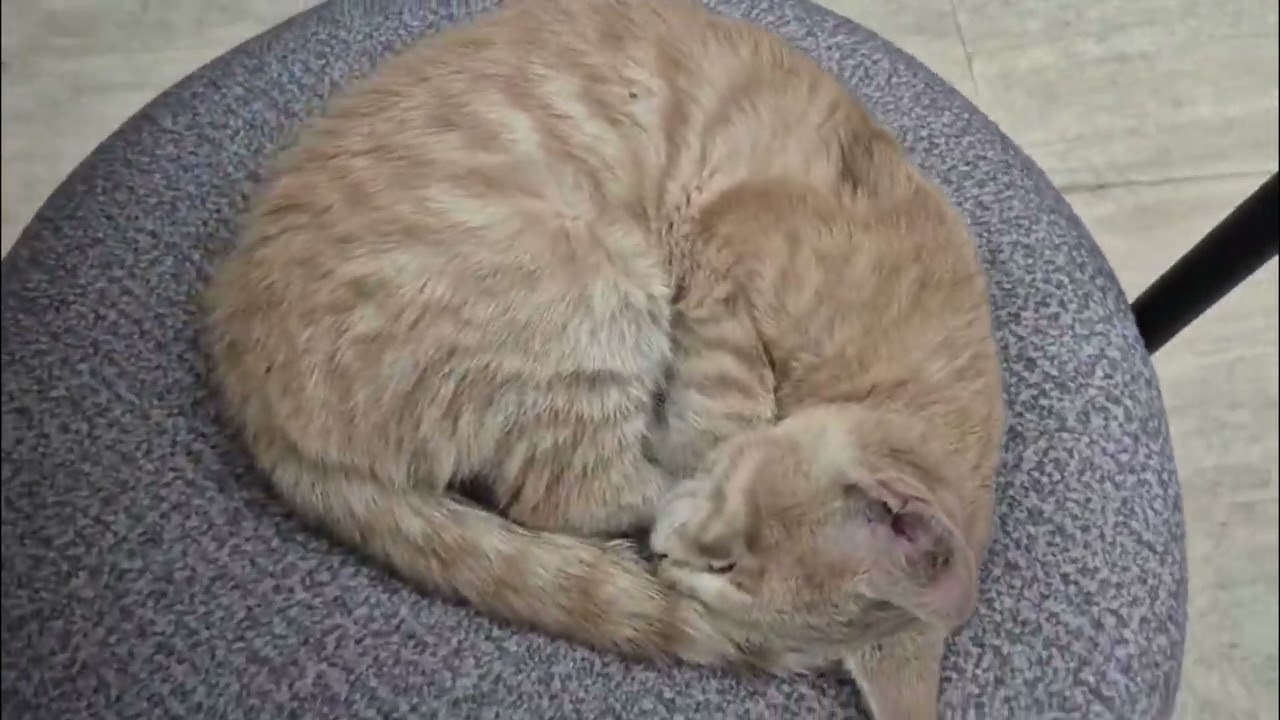Dükkanı kapatacağız son müşteri bir kedi#keşfet #cat