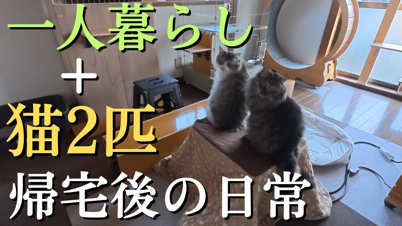 【一人暮らし＋猫2匹】一人暮らしで猫を飼っていて家に帰るとこんな感じの毎日です