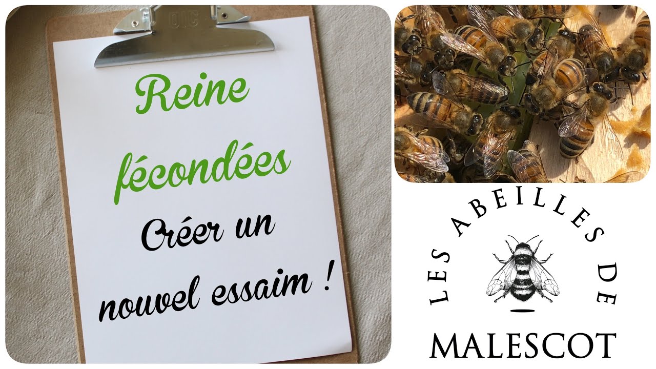 🐝 On récupère nos reines fécondées ! 👑
