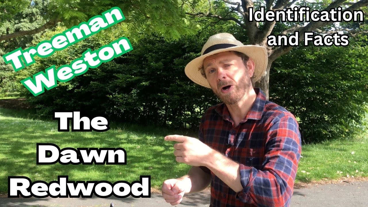 Dawn Redwood Identification and Facts (Metasequoia glyptostroboides)